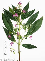 Image result for Impatiens glandulifera