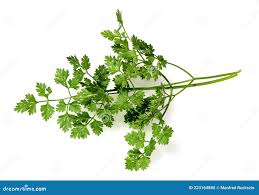 Image result for Anthriscus cerefolium