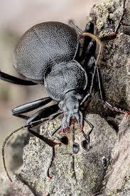 Attēlu rezultāti vaicājumam “Cychrus caraboides”