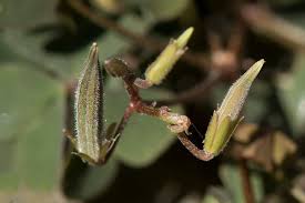 Attēlu rezultāti vaicājumam “Oxalis corniculata fruit”