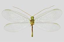 Attēlu rezultāti vaicājumam “Chrysopa”