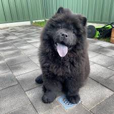 Znalezione obrazy dla zapytania chow