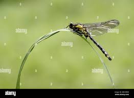 Attēlu rezultāti vaicājumam “Gomphus vulgatissimus”