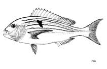 Image result for Polysteganus undulosus