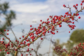 Attēlu rezultāti vaicājumam “Crataegus x macrocarpa fruit”