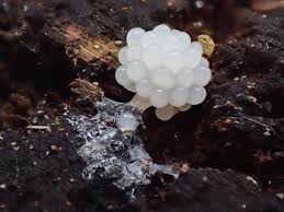 Attēlu rezultāti vaicājumam “Tubifera magna young”