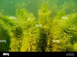 Attēlu rezultāti vaicājumam “Hippuris vulgaris”