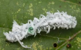Attēlu rezultāti vaicājumam “Eriocampa ovata larva”