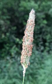 Attēlu rezultāti vaicājumam “Alopecurus pratensis”