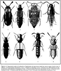 Attēlu rezultāti vaicājumam “Scaphisoma sp.”