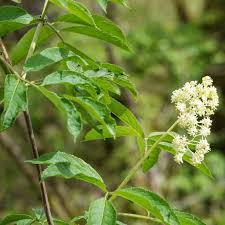 Attēlu rezultāti vaicājumam “Sambucus racemosa flower”