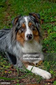 Attēlu rezultāti vaicājumam “Canis lupus familiaris”