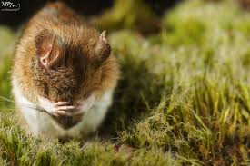 Attēlu rezultāti vaicājumam “Apodemus flavicollis”