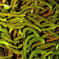 Attēlu rezultāti vaicājumam “Pterigynandrum filiforme”