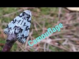 Attēlu rezultāti vaicājumam “Moma alpium”