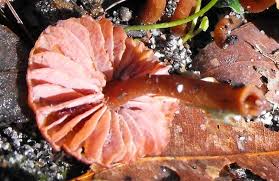 Attēlu rezultāti vaicājumam “Caloplaca scopularis”