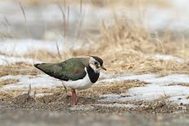 Attēlu rezultāti vaicājumam “Vanellus vanellus”