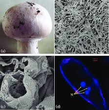 Attēlu rezultāti vaicājumam “Agaricus”