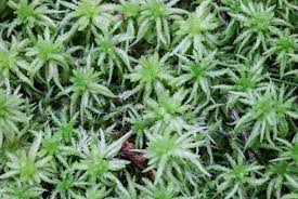 Attēlu rezultāti vaicājumam “Sphagnum palustre”