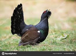 Attēlu rezultāti vaicājumam “Tetrao urogallus male”