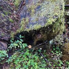 Attēlu rezultāti vaicājumam “Postia guttulata”