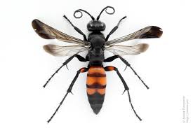 Attēlu rezultāti vaicājumam “Anoplius viaticus”