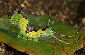 Attēlu rezultāti vaicājumam “Furcula bifida”