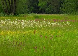 Attēlu rezultāti vaicājumam “Badhamiopsis scripta”