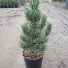 Image result for Pinus cembra