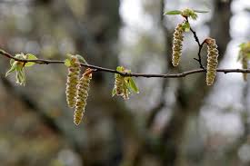 Attēlu rezultāti vaicājumam “Carpinus betulus female flower”