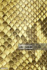 Image result for reptile scales
