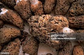 Attēlu rezultāti vaicājumam “Morchella sp.”