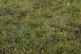 Attēlu rezultāti vaicājumam “Eleocharis uniglumis”