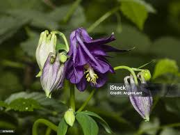 Attēlu rezultāti vaicājumam “Aquilegia vulgaris bud”