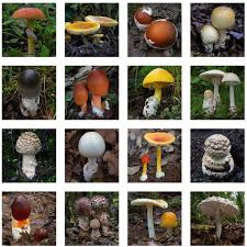 Attēlu rezultāti vaicājumam “Amanita”