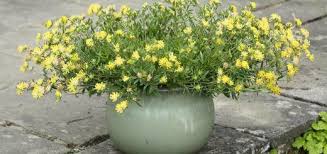 Attēlu rezultāti vaicājumam “Anthyllis arenaria flower”