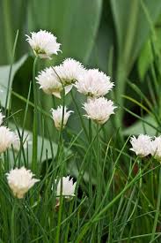 Attēlu rezultāti vaicājumam “Allium schoenoprasum flower”