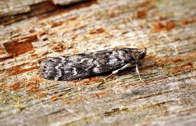 Attēlu rezultāti vaicājumam “Dioryctria abietella”