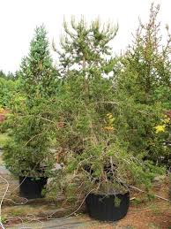 Attēlu rezultāti vaicājumam “Pinus banksiana”