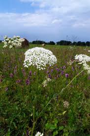 Attēlu rezultāti vaicājumam “Selinum carvifolia”