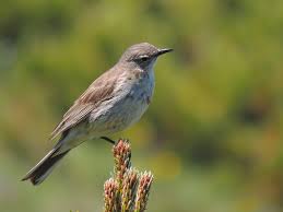 Image result for Anthus spinoletta