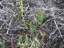 Attēlu rezultāti vaicājumam “Atriplex littoralis fruit”