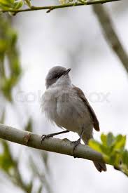 Attēlu rezultāti vaicājumam “Sylvia curruca”