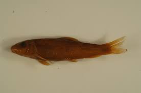 Image result for Catostomus commersonii