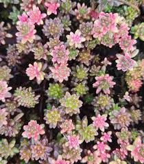 Image result for Sedum album `Coral Carpet`