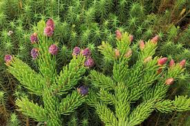 Attēlu rezultāti vaicājumam “Collaria rubens”