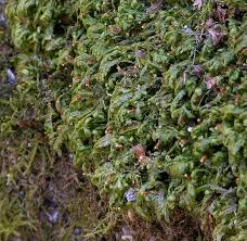 Attēlu rezultāti vaicājumam “Homalia trichomanoides”