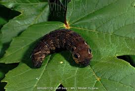 Attēlu rezultāti vaicājumam “Deilephila elpenor larva”