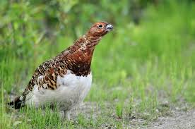 Image result for Lagopus lagopus