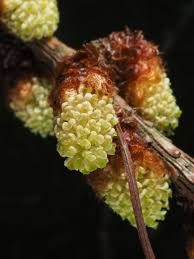 Attēlu rezultāti vaicājumam “Larix kaempferi female flower”